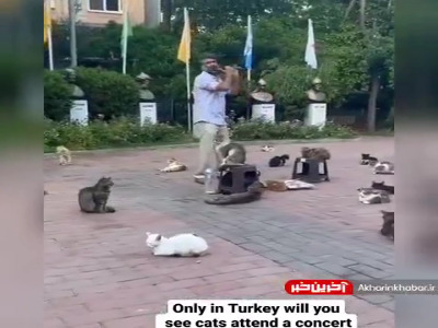 کنسرت خیابانی برای گربه‌ ها در ترکیه
