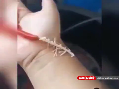 کرم‌های عجیب روبانی