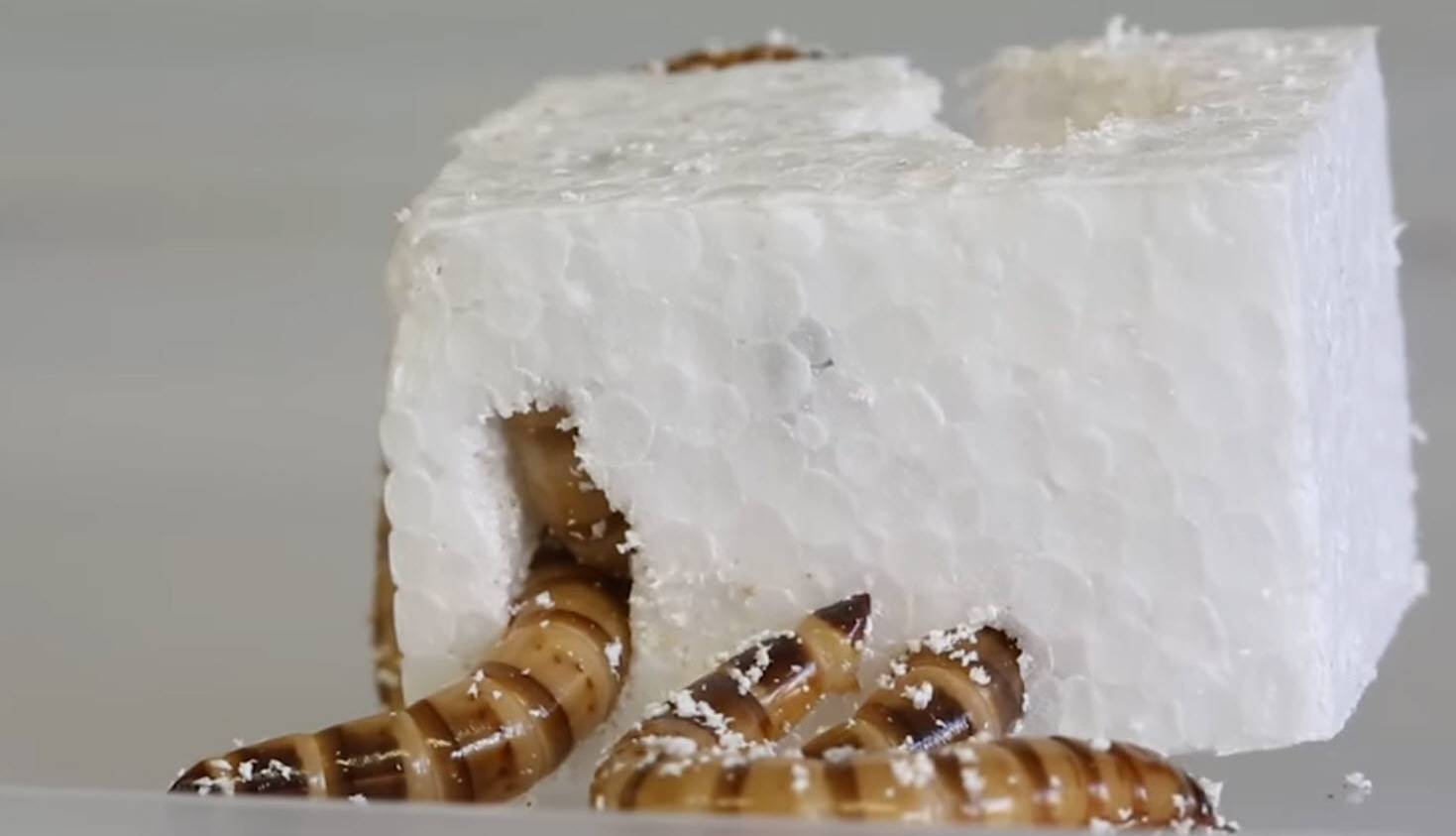 بازیافت زباله‌ها با کرم‌های پلاستیک خوار