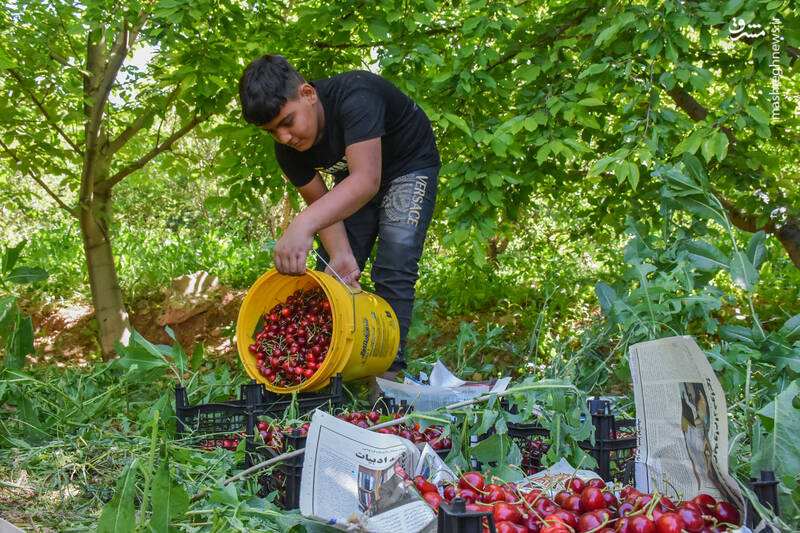 عکس/ برداشت گیلاس و آلبالو در استان مرکزی