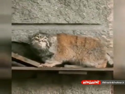 وقتی نصف شب میخواهید برید غذا بخورید