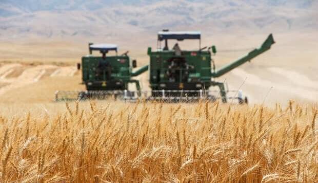 رشد۵۶ درصدی مصرف گندم صنف و صنعت در سال ۱۴۰۰