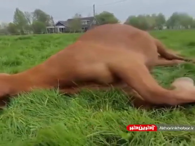 هیشکی به اندازه این از زندگی اش راضی نیست