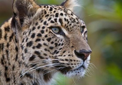 رؤیت ۲ فرد “پلنگ ایرانی” در دشتستان