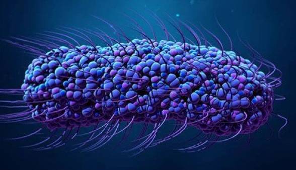 باکتری تب تیفوئید در حال مقاوم شدن نسبت به آنتی بیوتیک ها است