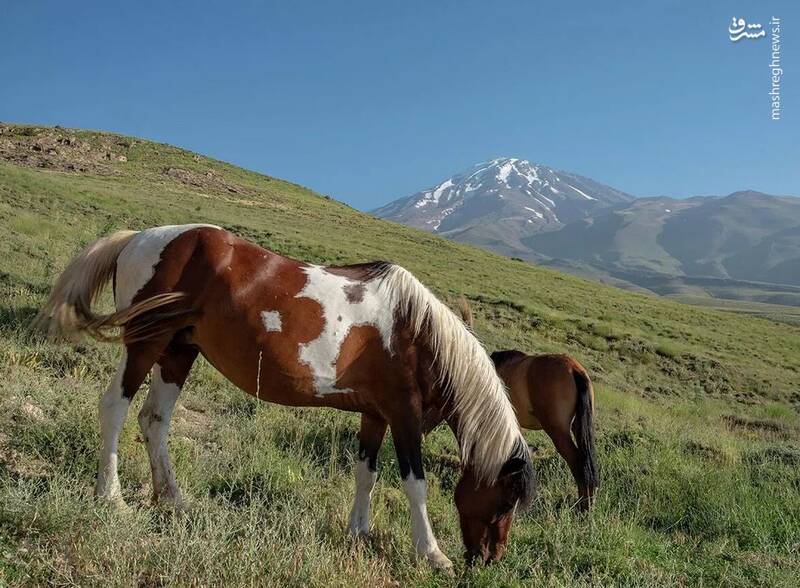 دشت شقایق‌ها در نزدیکی قله دماوند