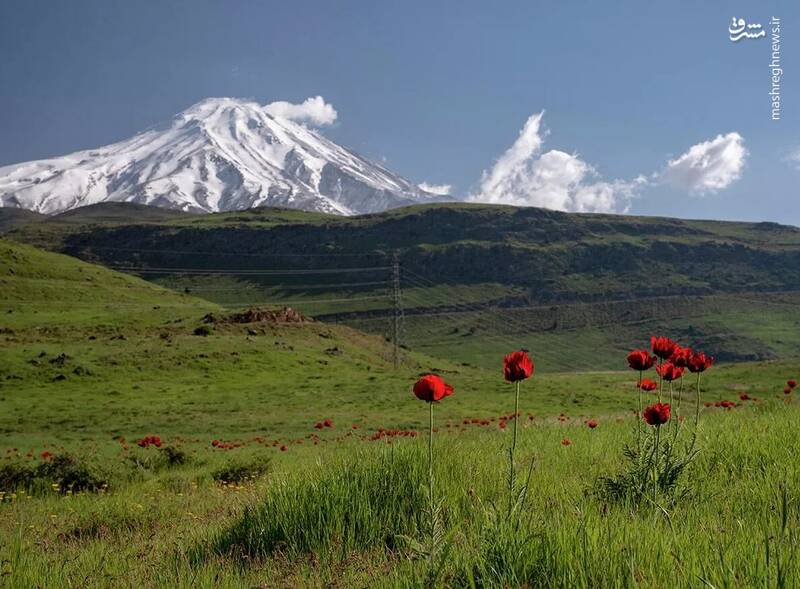 دشت شقایق‌ها در نزدیکی قله دماوند