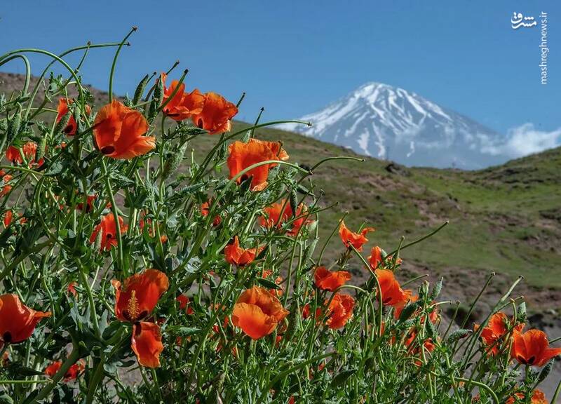 دشت شقایق‌ها در نزدیکی قله دماوند