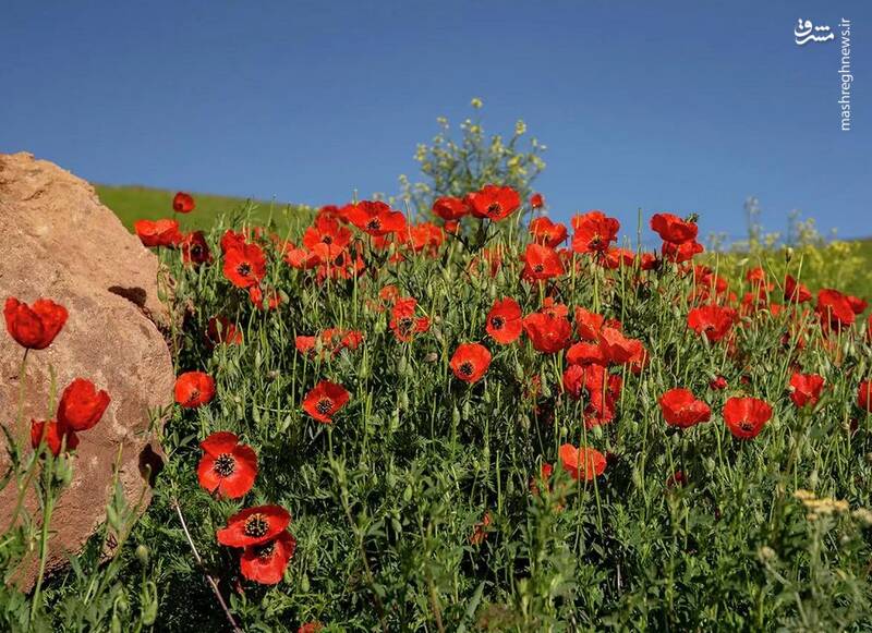 دشت شقایق‌ها در نزدیکی قله دماوند