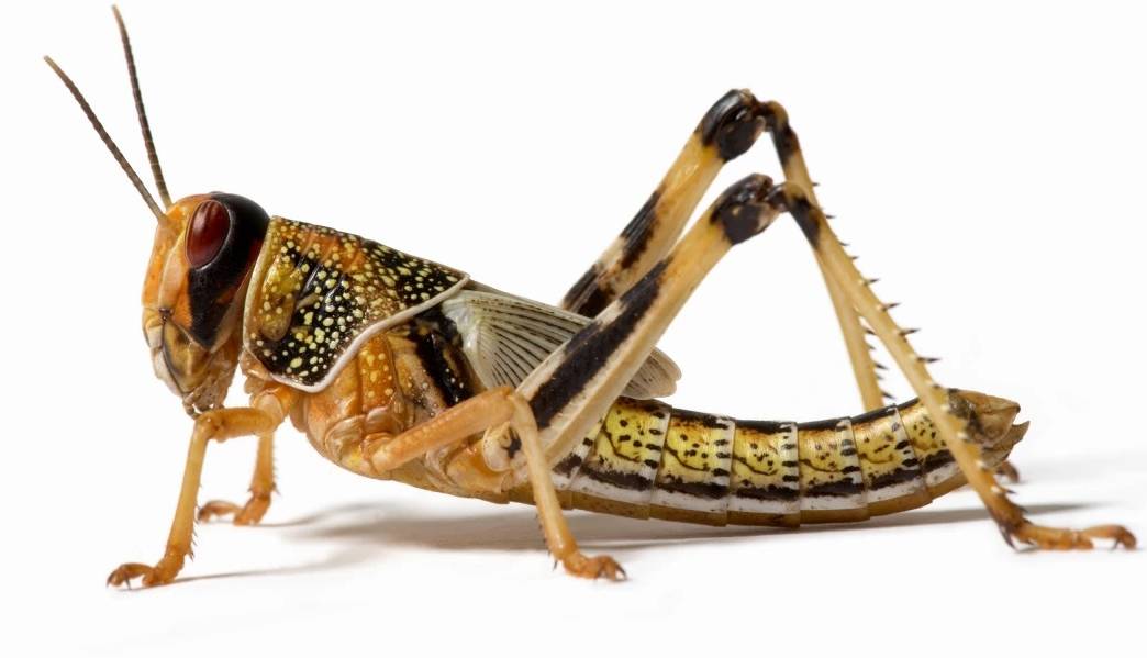 ساخت موفق ملخ‌های سایبورگ با توانایی استشمام سلول‌های سرطانی