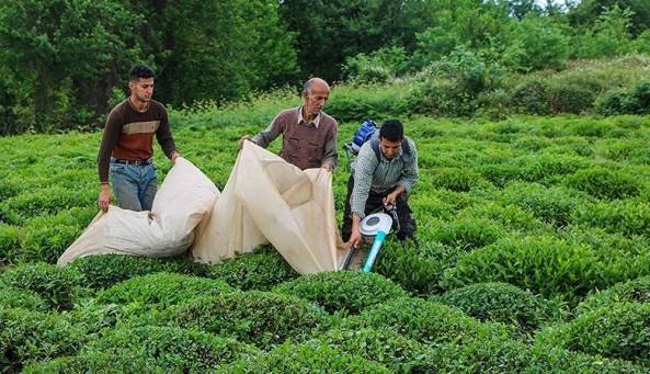مهلت ۸ روزه برای بیمه باغ‌های چای گیلان و مازندران