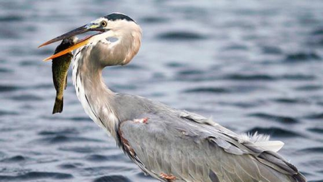 سرعت بالای مرغ ماهی خوار در بلعیدن ماهی!