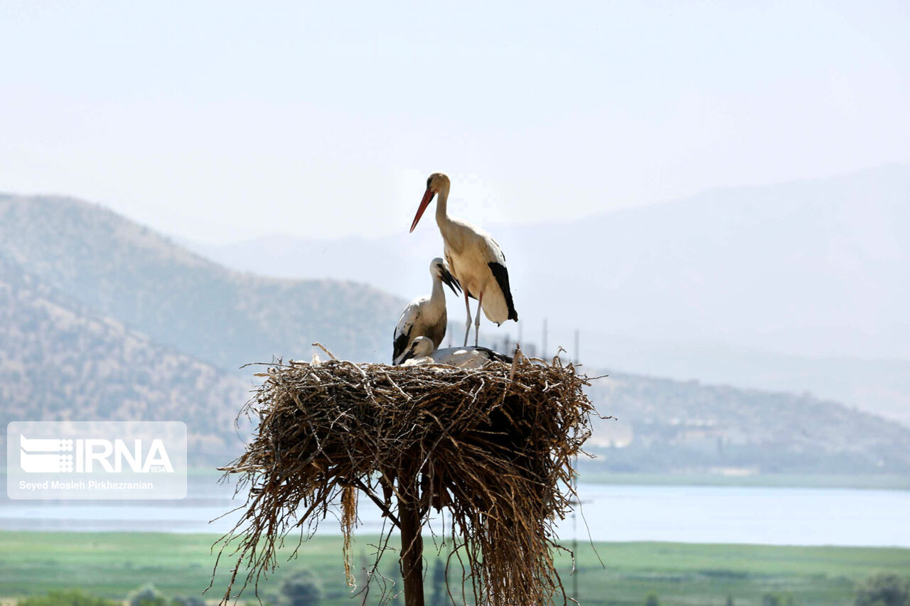 عکس/ لک لک های مهاجر دریاچه زریبار ‎‎