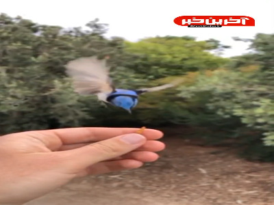 کمی زیبایی خلقت ببینید