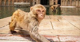 میمونی که با کمک های اولیه رفیقشو احیا کرد!