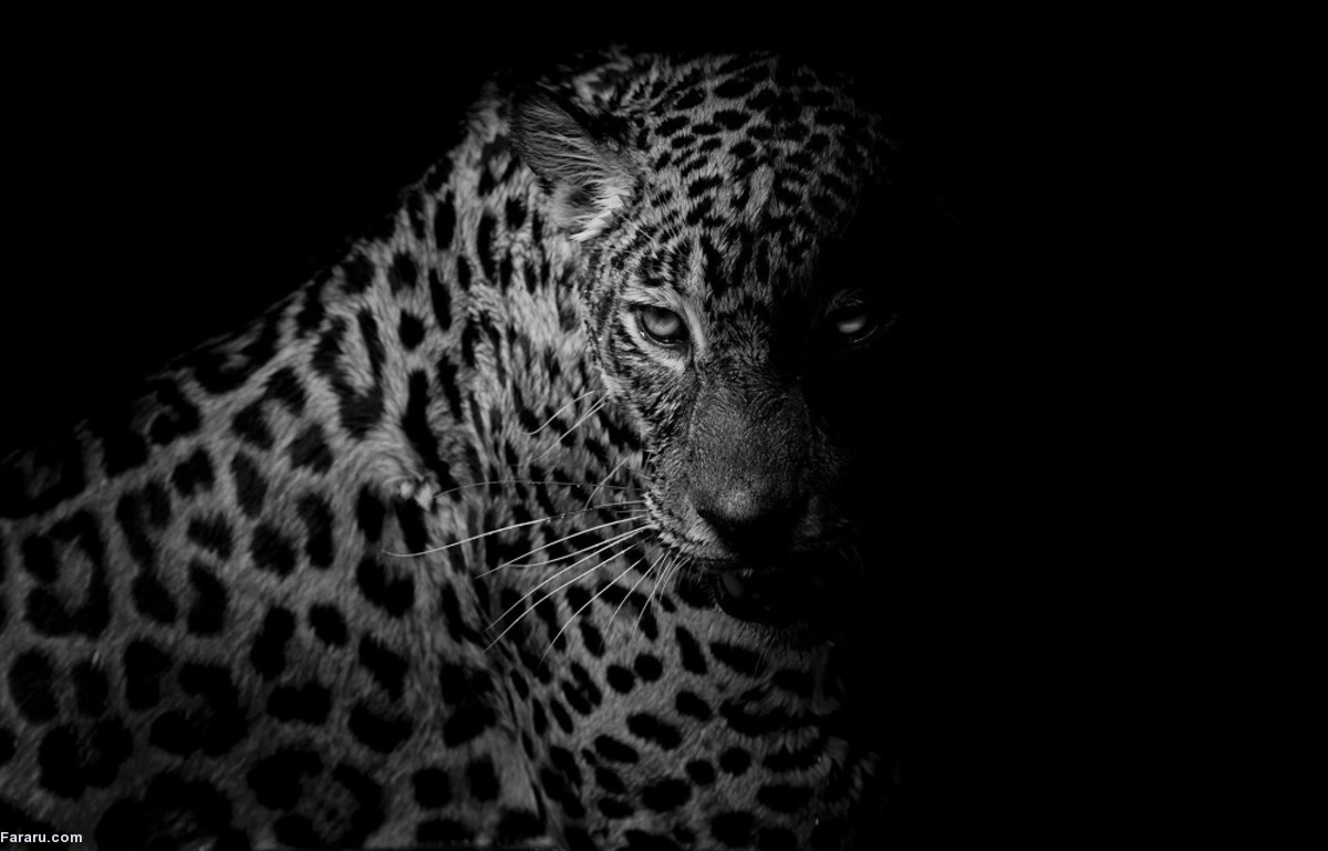 پلنگ ایرانی را در شب ببینید