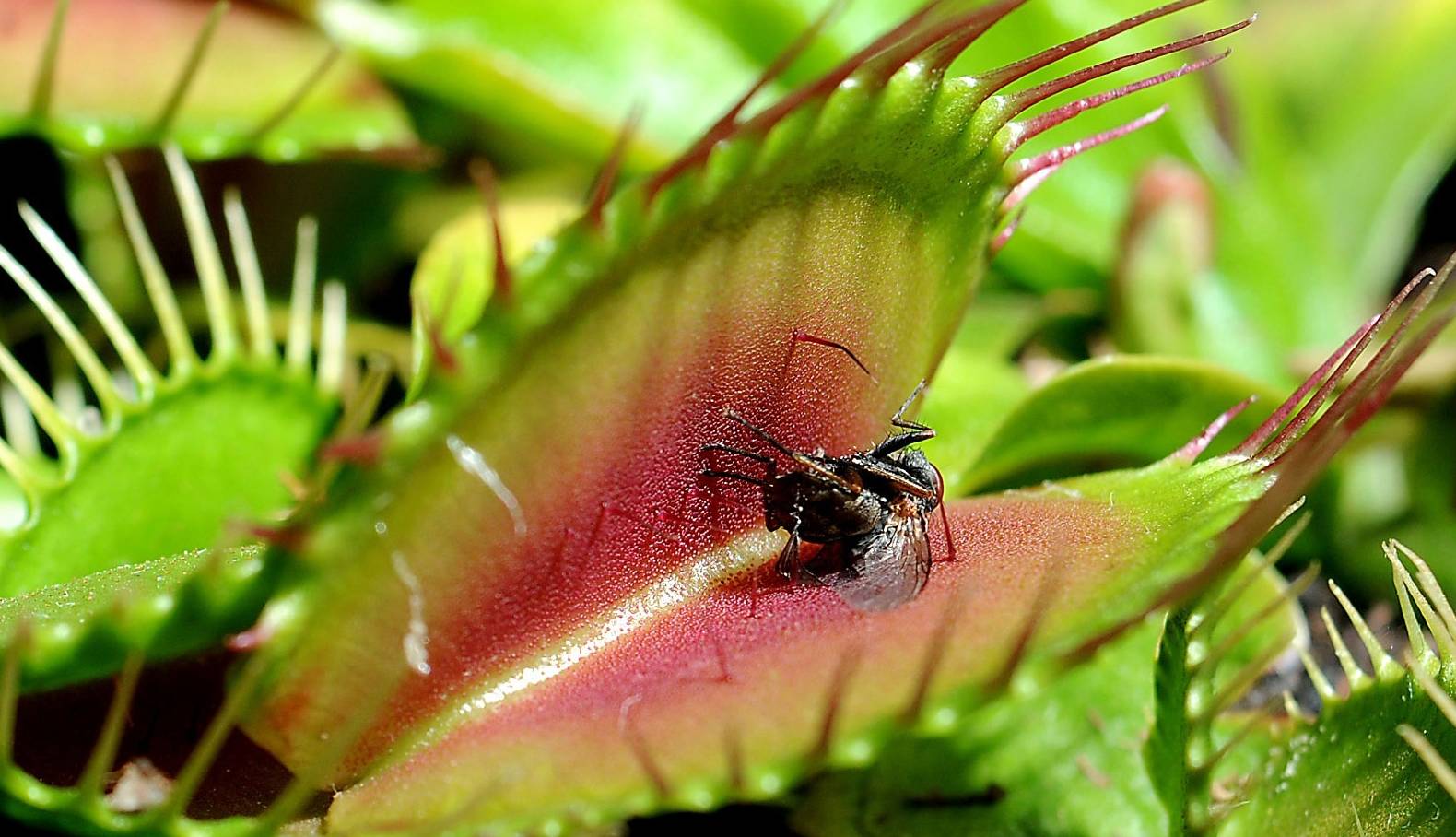 چه موجوداتی مغز و هوش دارند؟