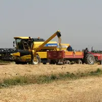 خرید تضمینی گندم از کشاورزان استان قزوین به مرز ۵۰ هزار تن رسید