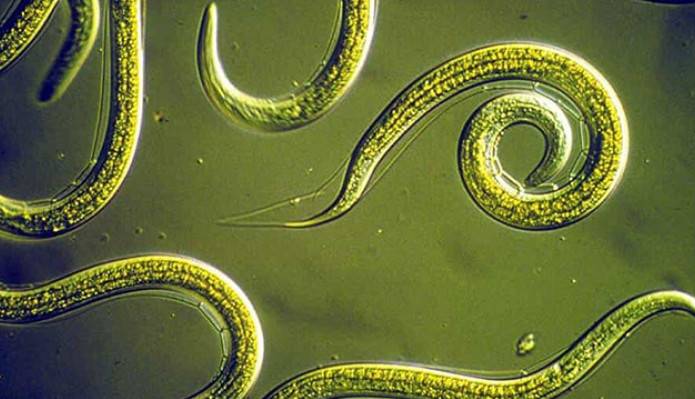 کرم هایی با لباس سفارشی برای حمل داروی سرطان در بدن!