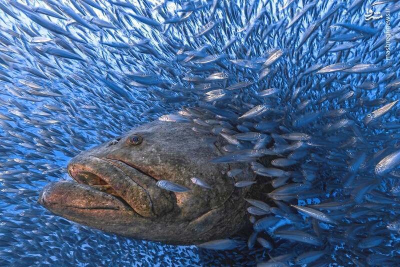 ماهی غول پیکر در میان ماهیان کوچک