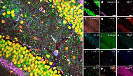 پیکاسو، تکنیکی انقلابی برای تصویربرداری از مولکول‌های بیولوژیک