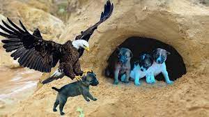 شکار سگ توسط عقاب!