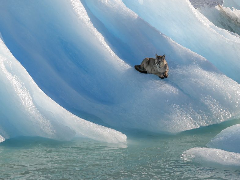 گربه سانی بر روی کوه یخ!