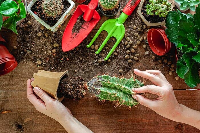 دلیل نرم و پوسیده شدن کاکتوس و راه نجات آن