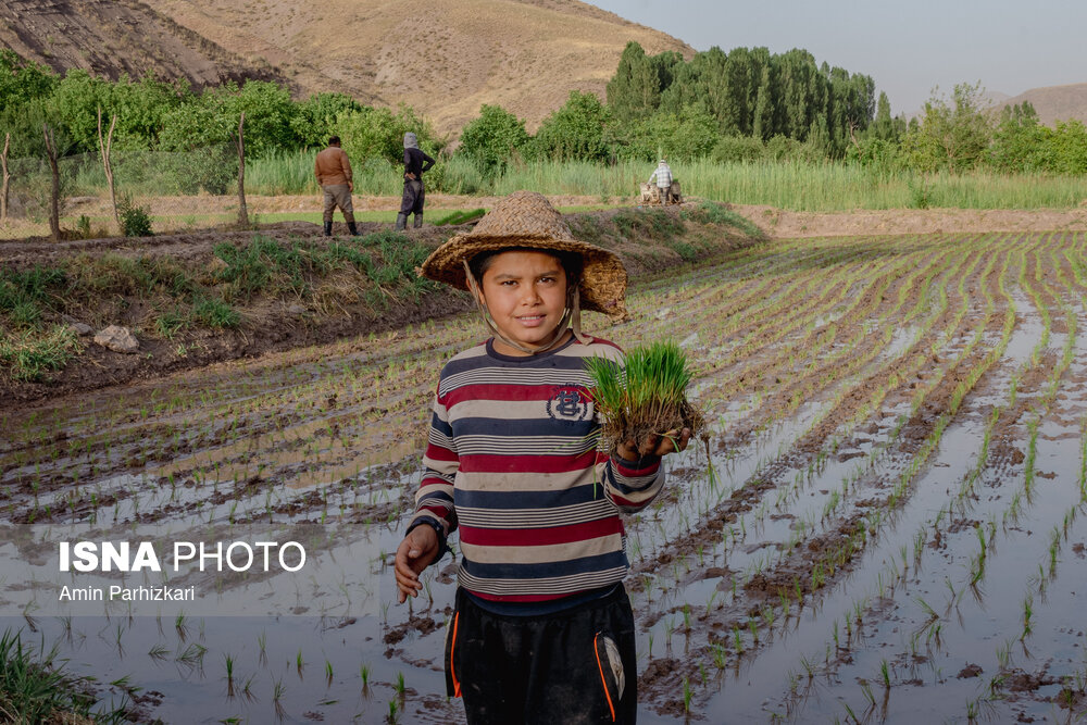 عکس/ نشاء برنج در شالیزارهای منطقه الموت