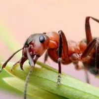 مورچه‌ها تشخیص‌دهندگان کوچک سرطان