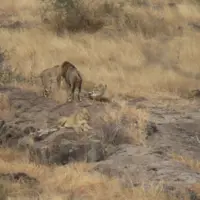 حیله پلنگ وقتی خود را در محاصره شیرها دید!