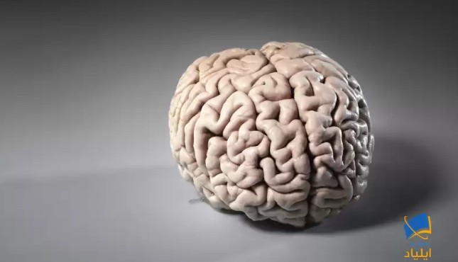 دمای مغز انسان چقدر است؟