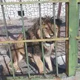 تصاویری از باغ‌وحش غیرمجاز در خمینی‌شهر