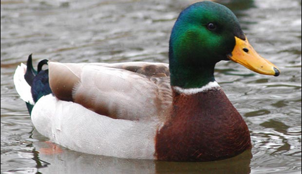 هم زیستی جالب اردک با ماهی ها