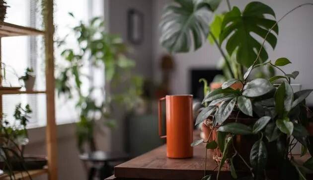 ۴ گیاه آپارتمانی مناسب برای فضای کم نور