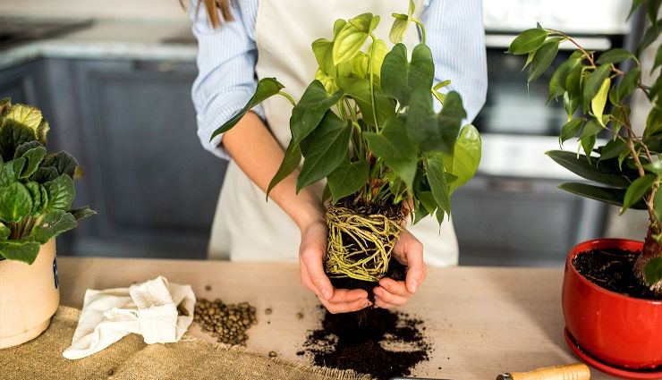 تعویض گلدون به همین راحتیه