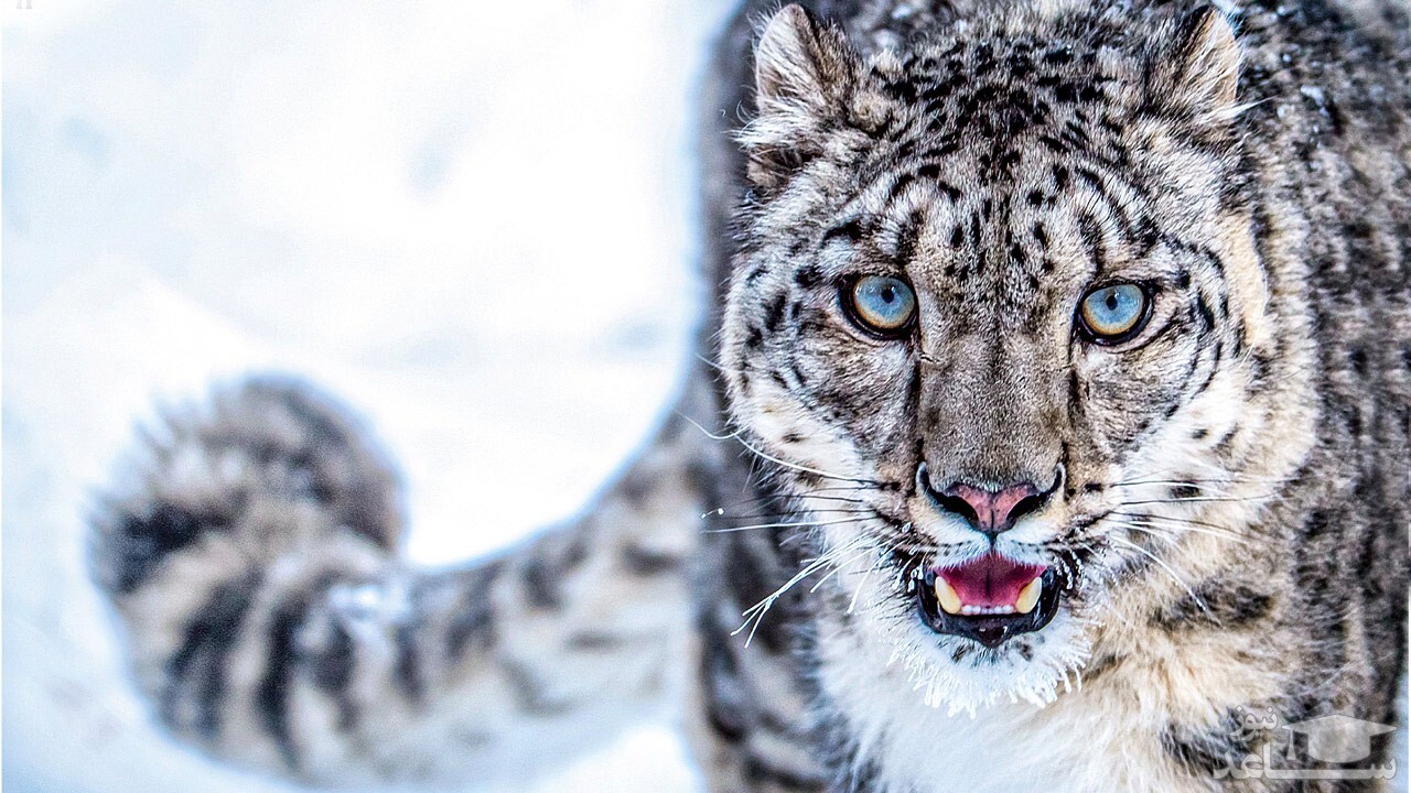 فیلمی از پلنگ برفی از نمای نزدیک