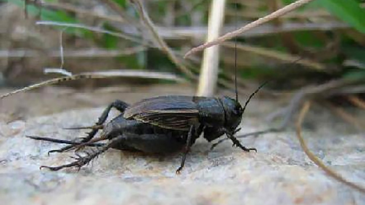 استفاده از جیرجیرک به جای سگ در محافظت از خانه