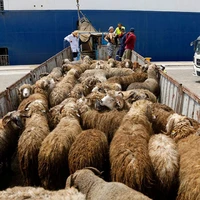 کشف ۱۱۸ راس گوسفند قاچاق از  یک کامیون در فسا 