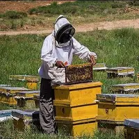 پیش‌بینی تسهیلات بانکی برای زنبورداران خسارت دیده