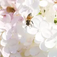 شناسایی میکروبی که ناجی جان زنبورهای عسل است