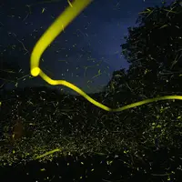 نمایش حیرت‌انگیز کرم‌های شب‌تاب در جنگل‌ها