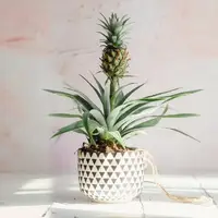 راحت‌ترین روش پرورش آناناس در خانه