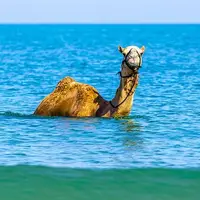 شنا کردن شتر در خلیج زیبای گواتر چابهار