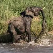 نبرد سنگین تمساح با فیل