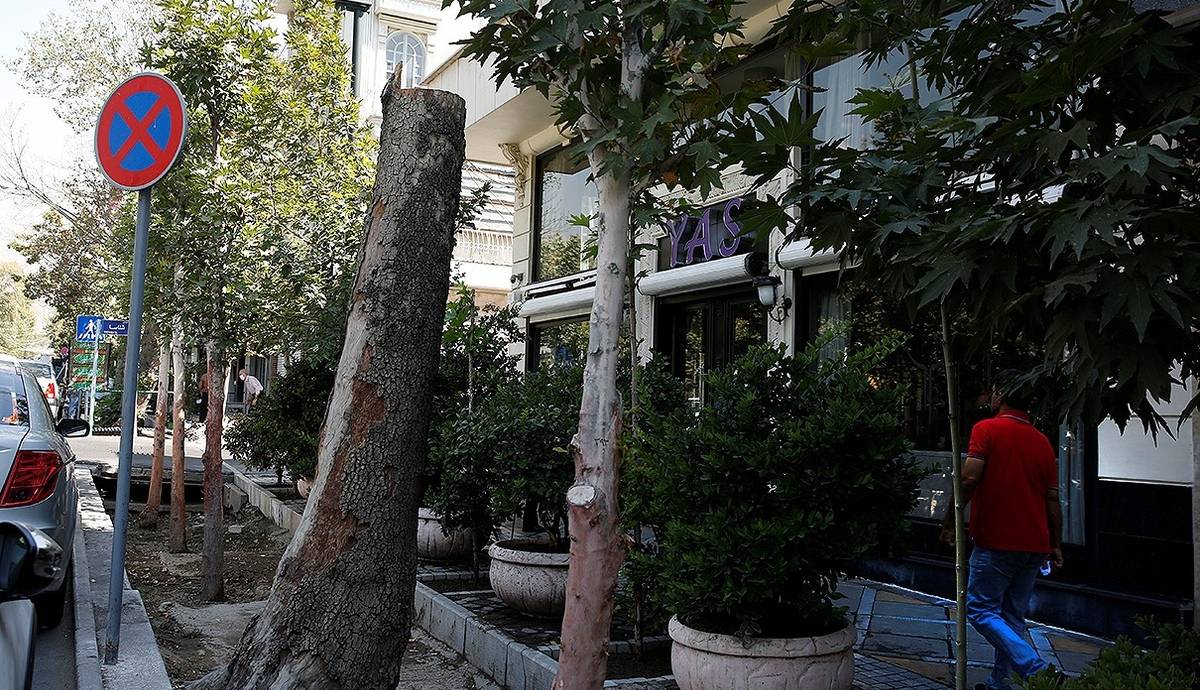 وقتی سارقان به درخت های پارک هم رحم نمی کنند!