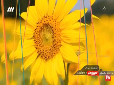 کلیپ «آخرین رویا» با آواز علی زندوکیلی