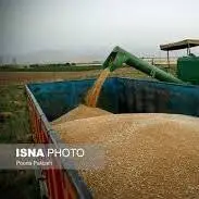 خرید گندم در سیستان و بلوچستان از مرز ٣۵ هزار تن گذشت