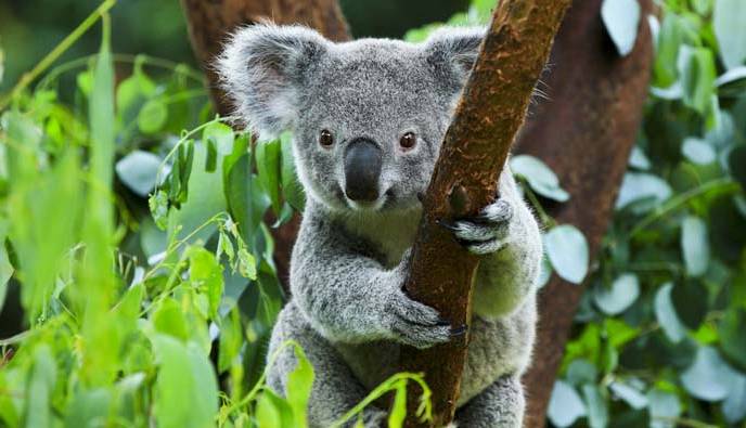 واقعیت‌های مهم و جالب در مورد جانوران که باید بدانیم