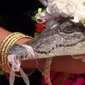 ازدواج شهردار مکزیکی با یک تمساح!